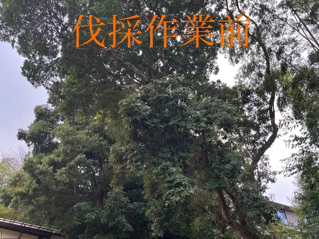 2年連続入賞・造園、伐採業《リョクケイ》・高木大径木も対応可・複数割サービスの画像