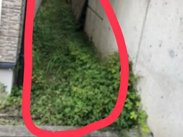 草むしり★★サービスの画像