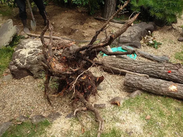 業歴30年以上！伐採抜根はお任せ下さい！林業経験も豊富です！サービスの画像