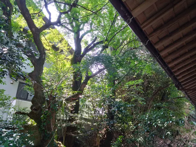 庭木の伐採サービスの画像