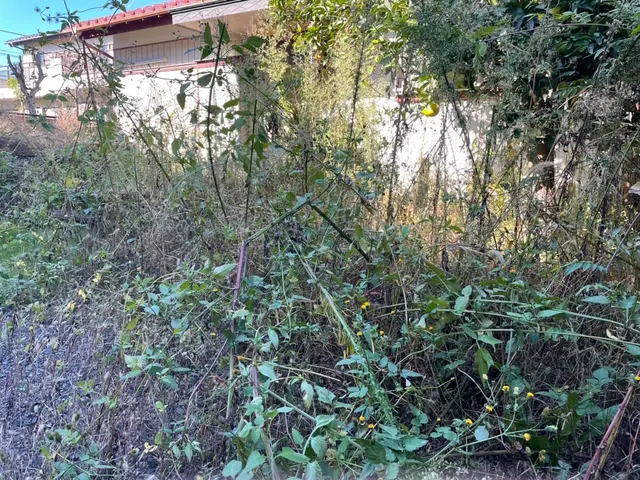 草刈り・剪定・伐採などお庭を綺麗にしてみませんか？空き家管理もお任せ下さい！サービスの画像