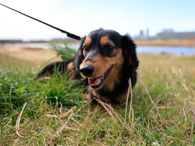 大切な家族を自然に残すペット撮影｜犬・猫・小動物対応サービスの画像