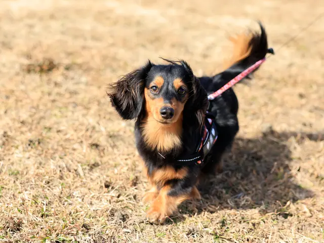 大切な家族を自然に残すペット撮影｜犬・猫・小動物対応サービスの画像