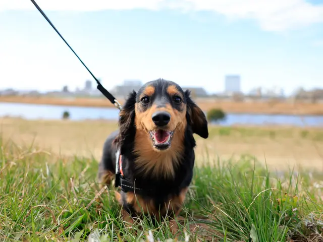 大切な家族を自然に残すペット撮影｜犬・猫・小動物対応サービスの画像