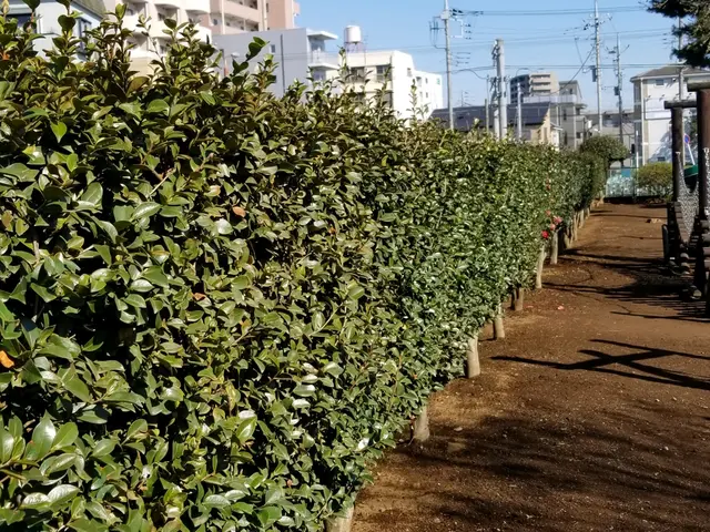 ご予約枠残りわずか、業歴30年♪庭木1本からお気軽にどうぞ♪サービスの画像