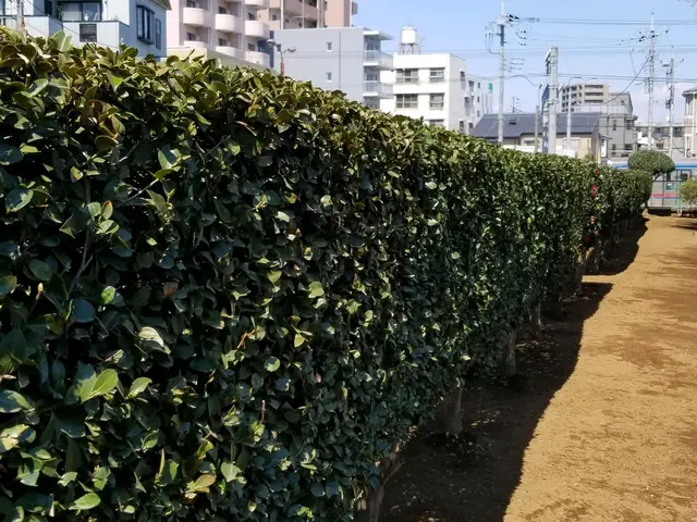 ご予約枠残りわずか、業歴30年♪庭木1本からお気軽にどうぞ♪サービスの画像