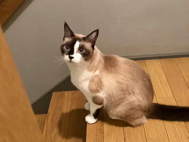 お留守番を寂しくないものへ◎プロのシッターが個性を大切に愛情のこもったお世話を！サービスの画像