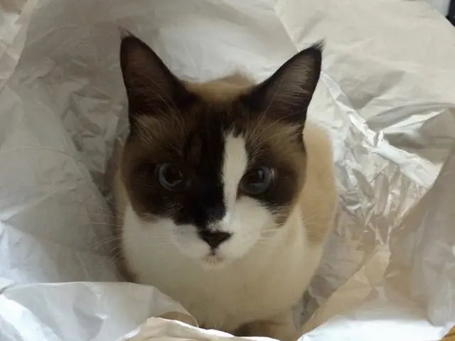 お留守番を寂しくないものへ◎プロのシッターが個性を大切に愛情のこもったお世話を！サービスの画像