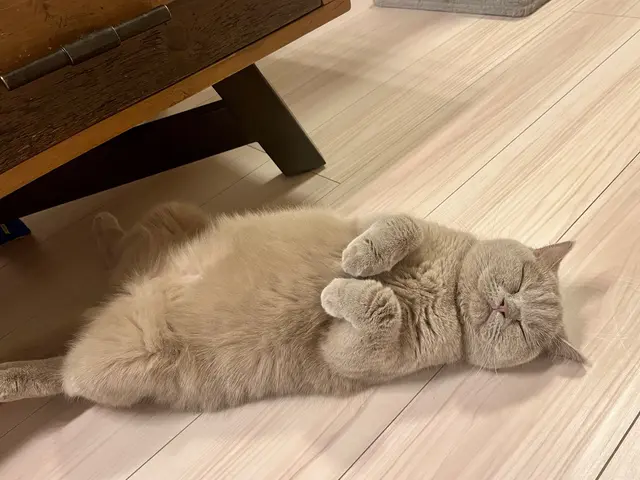 お留守番を寂しくないものへ◎プロのシッターが個性を大切に愛情のこもったお世話を！サービスの画像