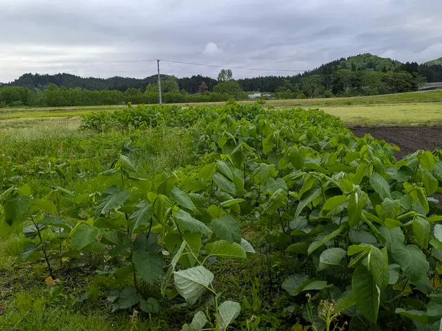 伸びきった雑草に困っていませんか？雑草のことなら当店にお任せください！！サービスの画像