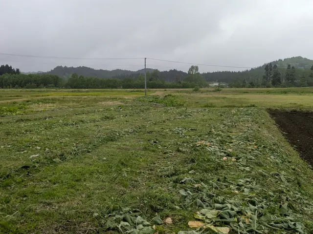 伸びきった雑草に困っていませんか？雑草のことなら当店にお任せください！！サービスの画像