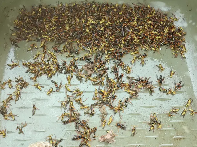 【当日作業可】薬剤なしの駆除あり。相談だけでもOK!!高所5m以下は高所代無料！サービスの画像