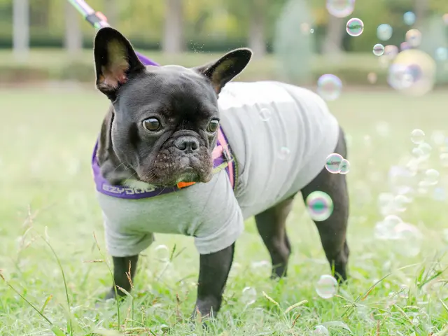 愛犬との楽しい時間を写真にのこしませんか。