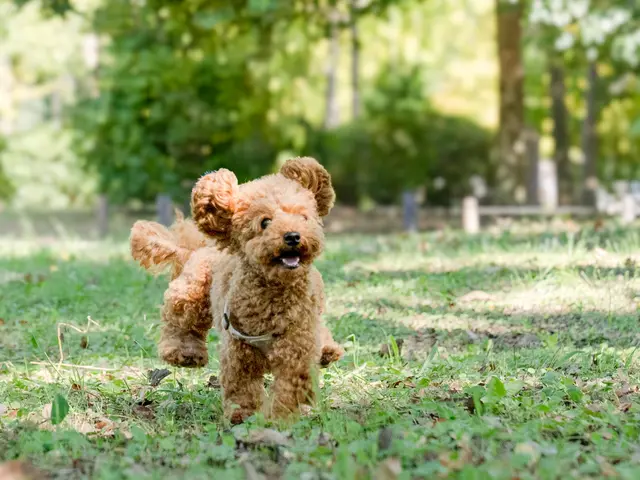 愛犬との楽しい時間を写真にのこしませんか。