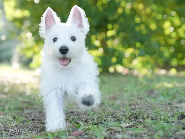 愛犬との楽しい時間を写真にのこしませんか。