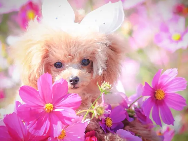 わんこ撮影のべ1000頭！四季の景色で残すペットフォト