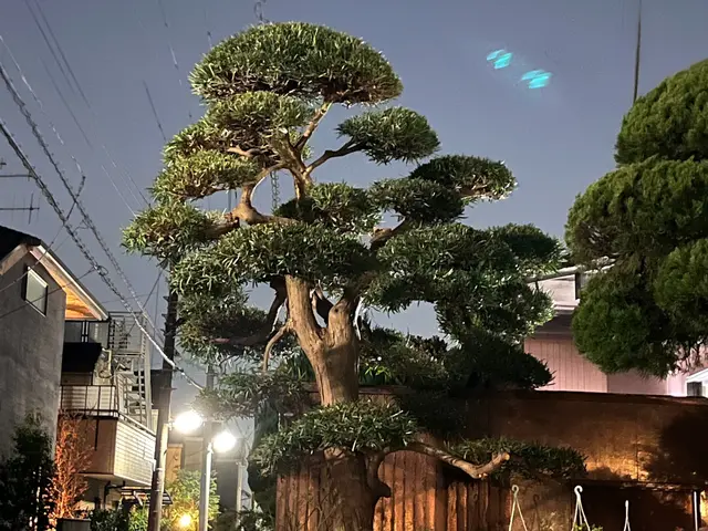 庭木の手入れ、樹木の維持作業や高さの調整に伺います。サービスの画像