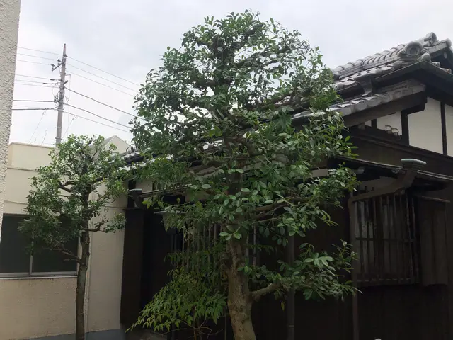 庭木の手入れ、樹木の維持作業や高さの調整に伺います。サービスの画像