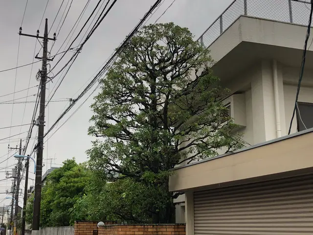 庭木の手入れ、樹木の維持作業や高さの調整に伺います。サービスの画像