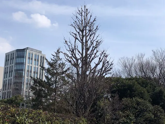 庭木の手入れ、樹木の維持作業や高さの調整に伺います。サービスの画像