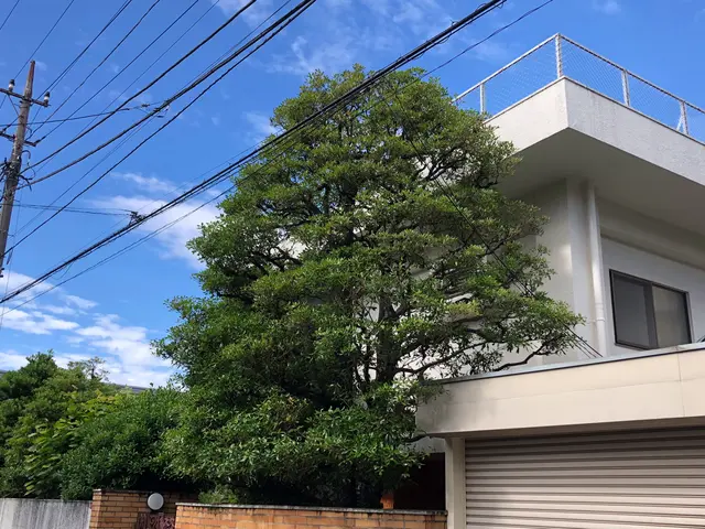 庭木の手入れ、樹木の維持作業や高さの調整に伺います。サービスの画像