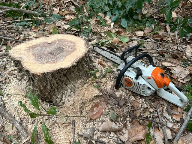 大切な庭木にお別れを。心を込めた庭師による伐採作業！サービスの画像