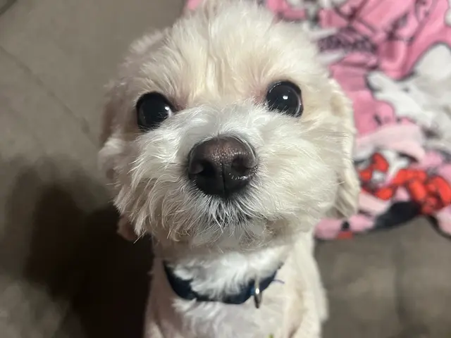 慣れた場所だからこその安心感♫出張型トリミング！パピー〜シニアまで対応可◎サービスの画像