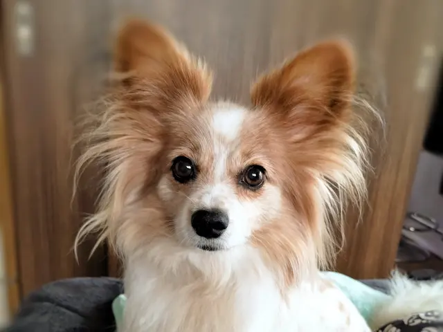 慣れた場所だからこその安心感♫出張型トリミング！パピー〜シニアまで対応可◎サービスの画像