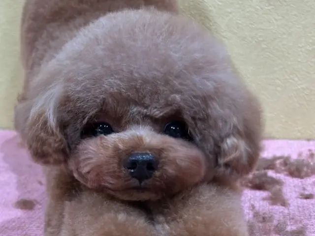 慣れた場所だからこその安心感♫出張型トリミング！パピー〜シニアまで対応可◎サービスの画像