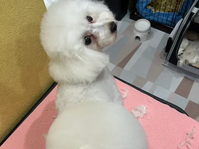 慣れた場所だからこその安心感♫出張型トリミング！パピー〜シニアまで対応可◎サービスの画像