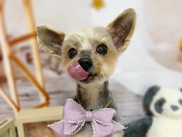 慣れた場所だからこその安心感♫出張型トリミング！パピー〜シニアまで対応可◎サービスの画像