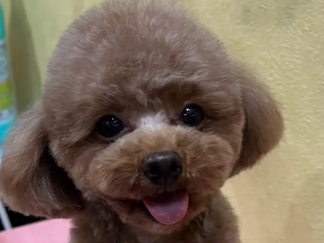 慣れた場所だからこその安心感♫出張型トリミング！パピー〜シニアまで対応可◎サービスの画像