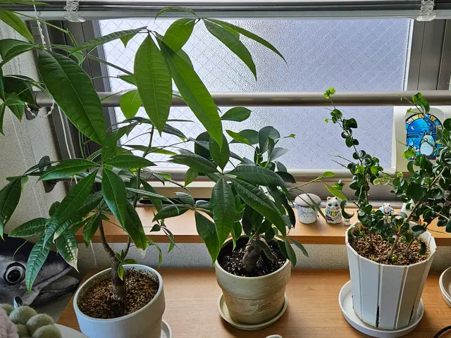 お庭・観葉植物の水やり代行します！サービスの画像