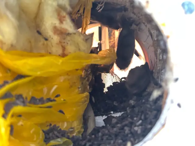 100％自社対応　コウモリ追い出し・清掃・消毒まで一括対応サービスの画像