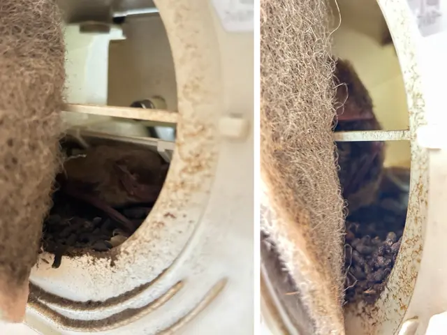 100％自社対応　コウモリ追い出し・清掃・消毒まで一括対応サービスの画像