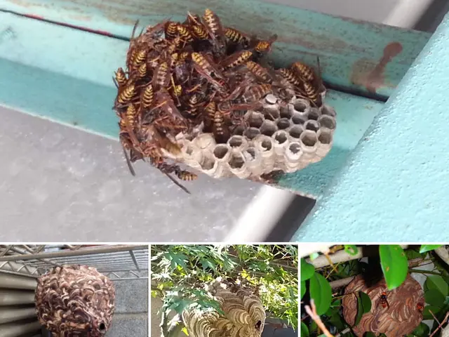 【金賞受賞店舗】西日本ハチ駆除口コミ数NO.1        〓ぼったくり撲滅〓サービスの画像