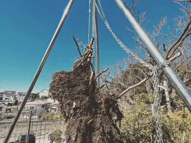 ご予算内で、伐採、抜根を承ります。お気軽にお見積りの御連絡をお待ちしてます。サービスの画像