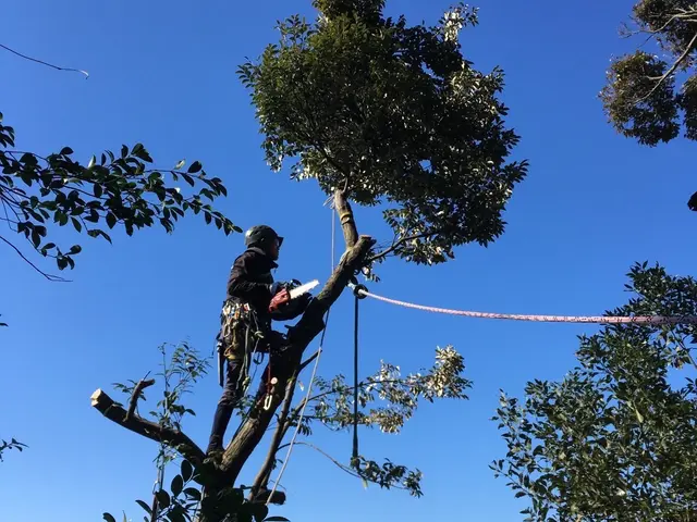 ご予算内で、伐採、抜根を承ります。お気軽にお見積りの御連絡をお待ちしてます。サービスの画像