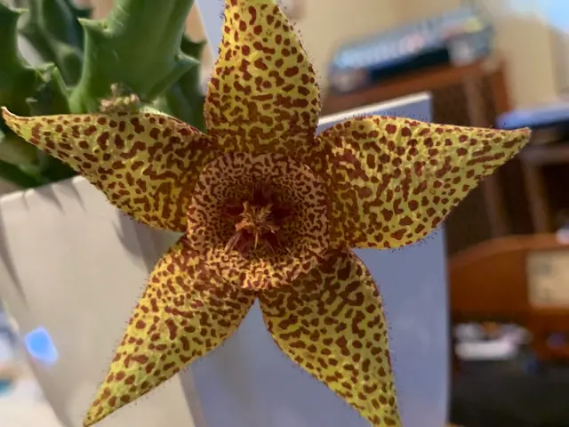 【創業35年】鉢植えの植え替え、お任せ下さい！腕にはかなり自信があります！サービスの画像