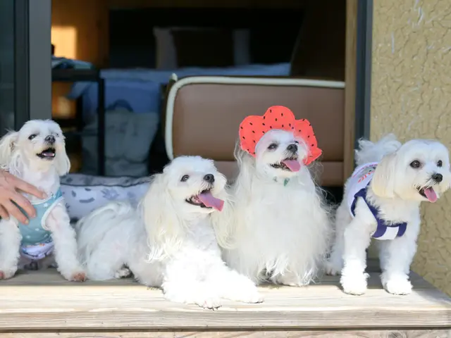 雑誌社のカメラマンだから安心してご依頼ください。かわいいペットの今を残します。
