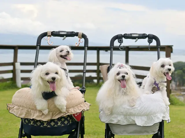 雑誌社のカメラマンだから安心してご依頼ください。かわいいペットの今を残します。