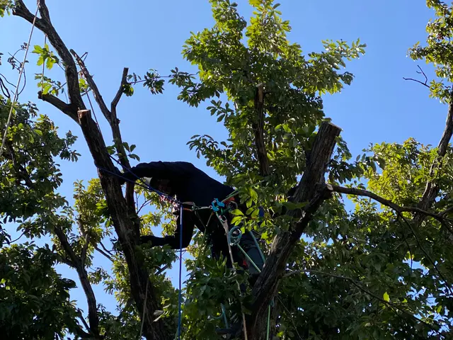 【金賞受賞 4 回】静かで安心の伐採・抜根。庭の悩みを快適空間に変えるお手伝いサービスの画像