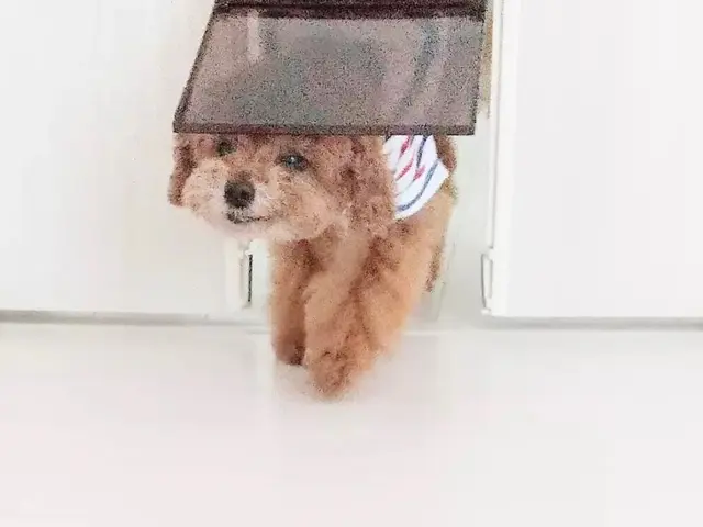 【安心低価格】ペットドアの取り付けはプロにお任せください！サービスの画像