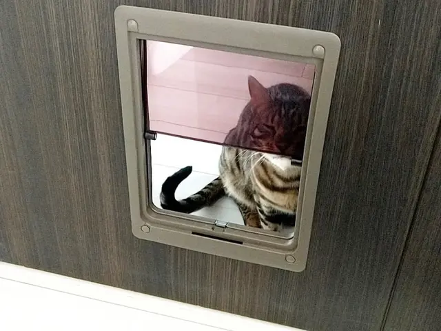 【安心低価格】ペットドアの取り付けはプロにお任せください！サービスの画像