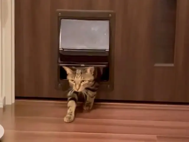 【安心低価格】ペットドアの取り付けはプロにお任せください！サービスの画像