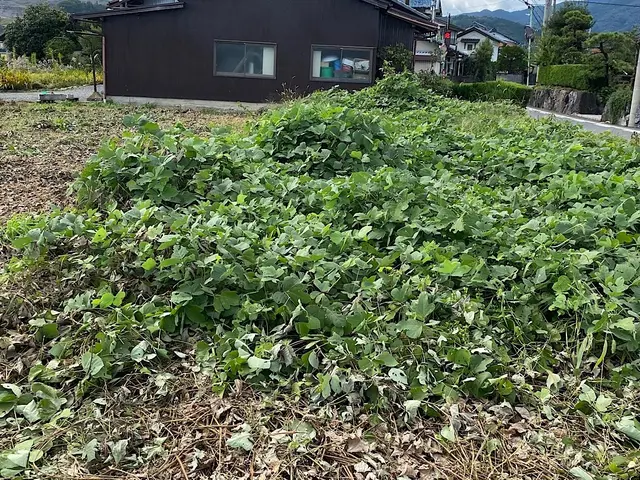 【遊休地　太陽光発電所　お庭】草刈りお任せください！サービスの画像