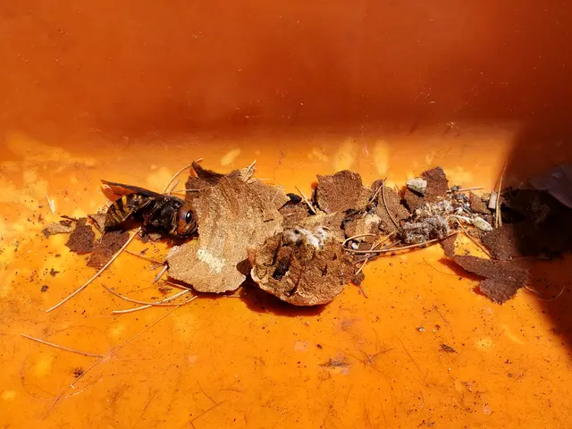 アシナガバチ専門激安サービスの画像