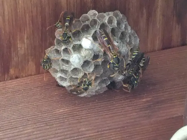 アシナガバチ専門激安サービスの画像