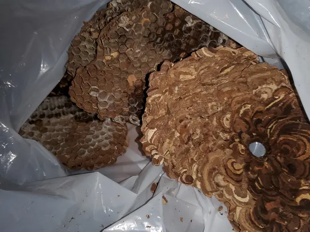 最短即日対応、スズメバチ1箇所18,700円、アシナガバチは1箇所8,800円サービスの画像