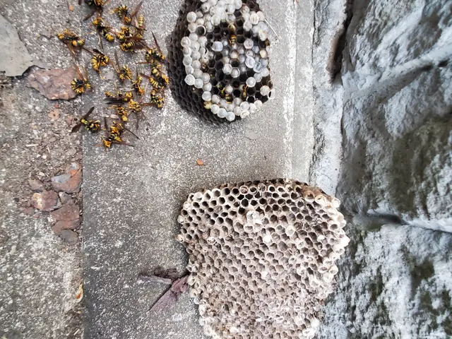 最短即日対応、スズメバチ1箇所18,700円、アシナガバチは1箇所8,800円サービスの画像